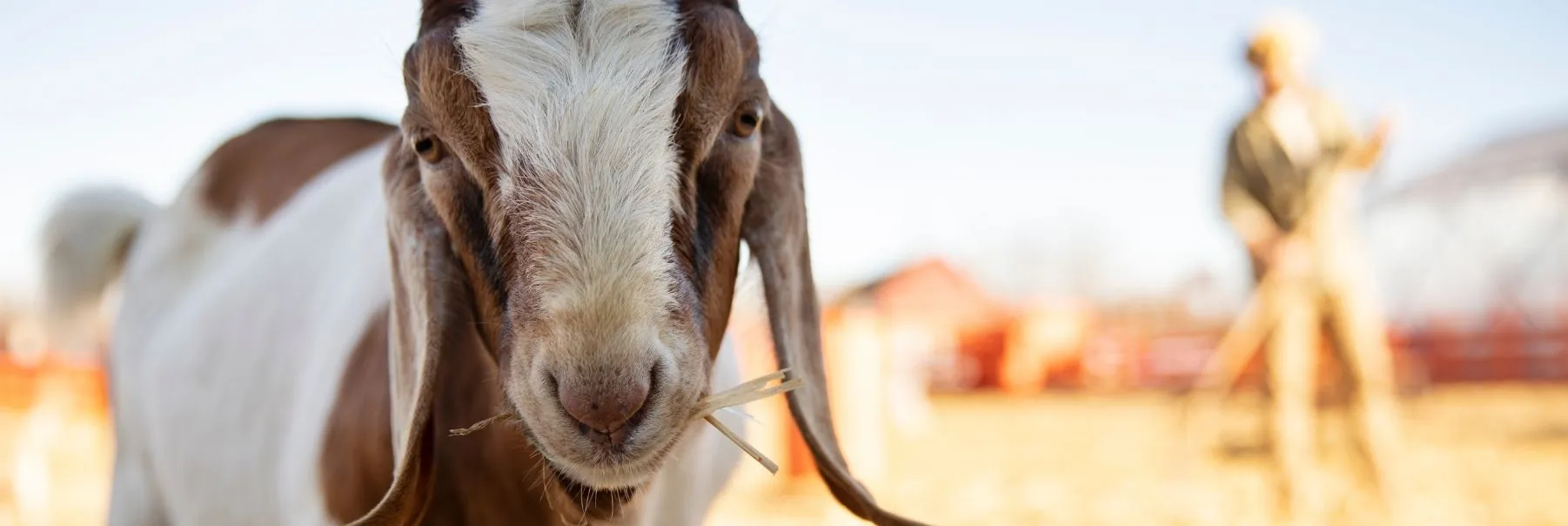 2026 Kurban Bayramı Ne Zaman